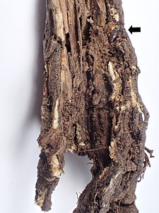 Neocuris dichroa, PL3928E, dead non-emerged adult, in Eutaxia diffusa x E. microphylla (PJL 3192) stem base, MU
